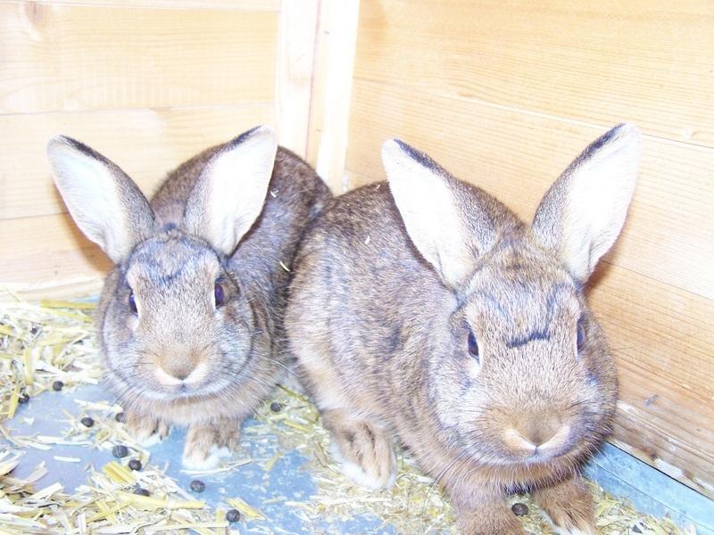 フュッセンUrlaub Bei Freundenアパートメント エクステリア 写真